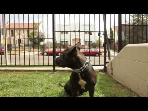 apbt