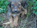Cuccioli.....\"All\