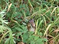 Chipmunk scurries away Chipmunk scurries away