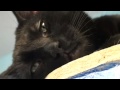 Pets of the Week: Kit and Fitzgerald