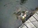 this is a big turtle we saw at the folks' cottage.  it was eating fish that were tethered to the dock.