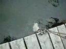 this is a big turtle we saw at the folks' cottage.  it was eating fish that were tethered to the dock.