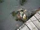 this is a big turtle we saw at the folks' cottage.  it was eating fish that were tethered to the dock.