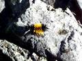 videos de Caterpillar  Koksilah river 08