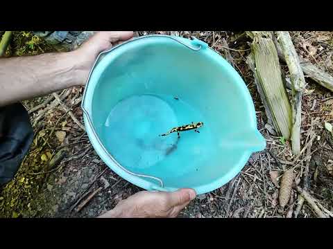 Il trasferimento di una salamandra