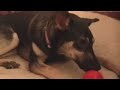 Feeding Frozen Kongs