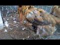 Raccoon attacked my chickens