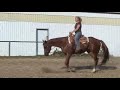 Jayna's Gelding Tony