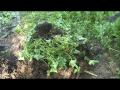 2009 Garden Vlog 11, Pruning Cucumber Vines, Compost, Beans