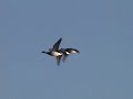 Sea Ducks- we do some shooting too... Sea Ducks- we do some shooting too...