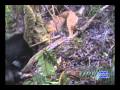 Boar Hunting in Hawaii