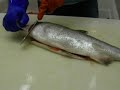 filleting sockeye