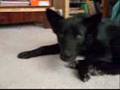 my cute/beautiful black husky the movie 2