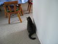 Toby  Mirno 2