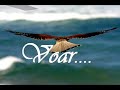 Soneto dos Anjos