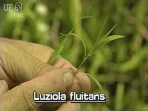 how to transplant dune grass