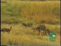 Dholes Kill Chital Stag