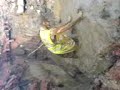 labourer