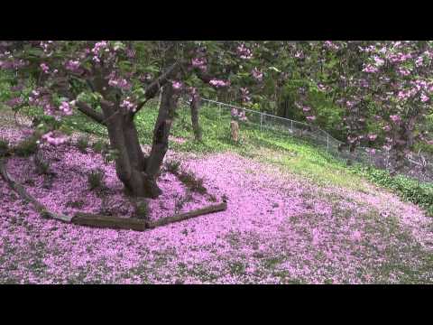 how to fertilize a kwanzan cherry tree