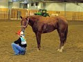 Barrel Racing Saddlebred!!