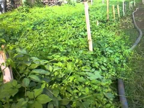 how to grow jiaogulan