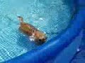 Sam piscine.mp4