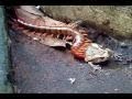 Centipede eat  Bullfrog