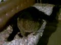 Gatta Seduce Cane Gatta Seduce Cane