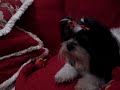 cute puppy lhasa apso cute puppy lhasa apso
