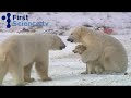 Dogs & Bears are friends