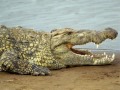 cobra anaconda e o alligator-crocodilo gigante:os insaci�veis!!!