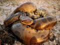 cobra anaconda e o alligator-crocodilo gigante:os insaci�veis!!!