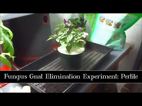 how to kill fungus gnats in coco