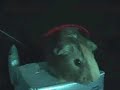 Spider-Pig!