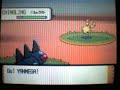 Shiny Chingling with Poke Radar Shiny Chingling with Poke Radar