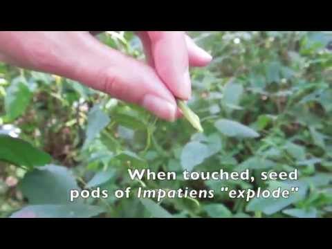 how to harvest impatiens seeds