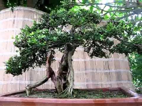 tieu canh sam nui at-bonsai