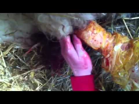 how to treat a prolapse ewe