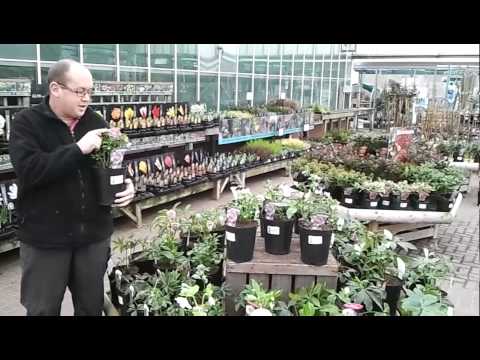 how to transplant hellebores