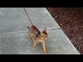 Chausie cat crosses street on command