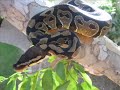 snake bites