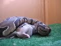 snake-eats-alligator-1.html