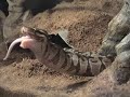 snake bites