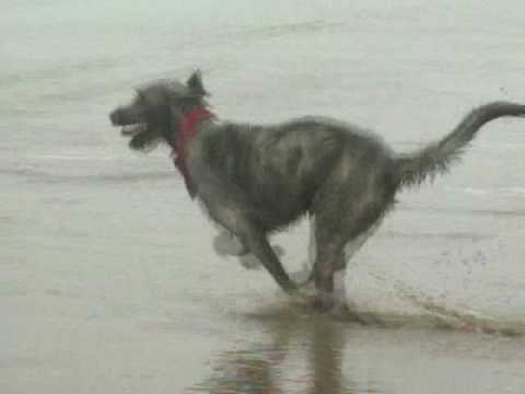 IRISH WOLFHOUND
