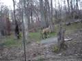 Tiger Enrichment at Bronx Zoo