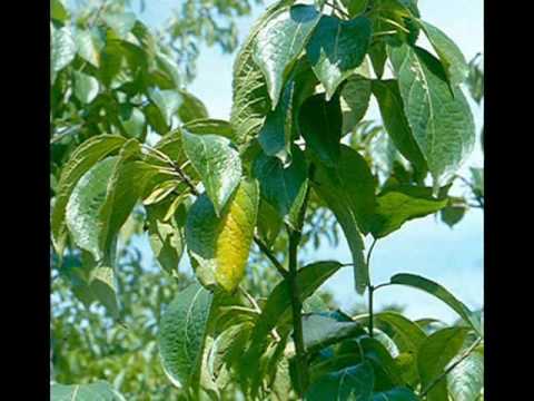 how to plant rubber tree