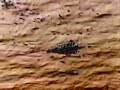 Fly over Mars Coming soon 4