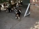 cat and bassets