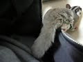 sugar glider / momonga\