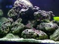 Feeding Time in 75gal Fish Only Feeding Time in 75gal Fish Only